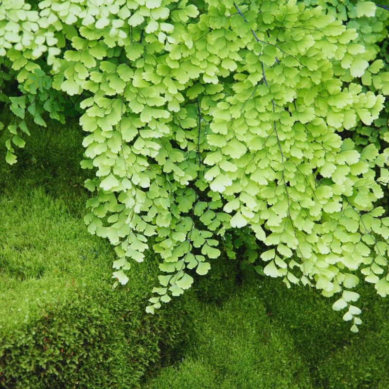 Maidenhair Fern Plant Live, Live Fern Plant, 3.5 Inc Potted, Fern Plant Pot, Fern Plant Live for Gardening Outdoor Indoor