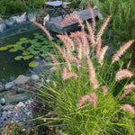 Set 3 Fountain Grass Plants Live Clumps for Planting Your Garden, 4-8 Inch Tall, Ornamental Grasses Live Plants Perennial (Rose Fountain Grass)