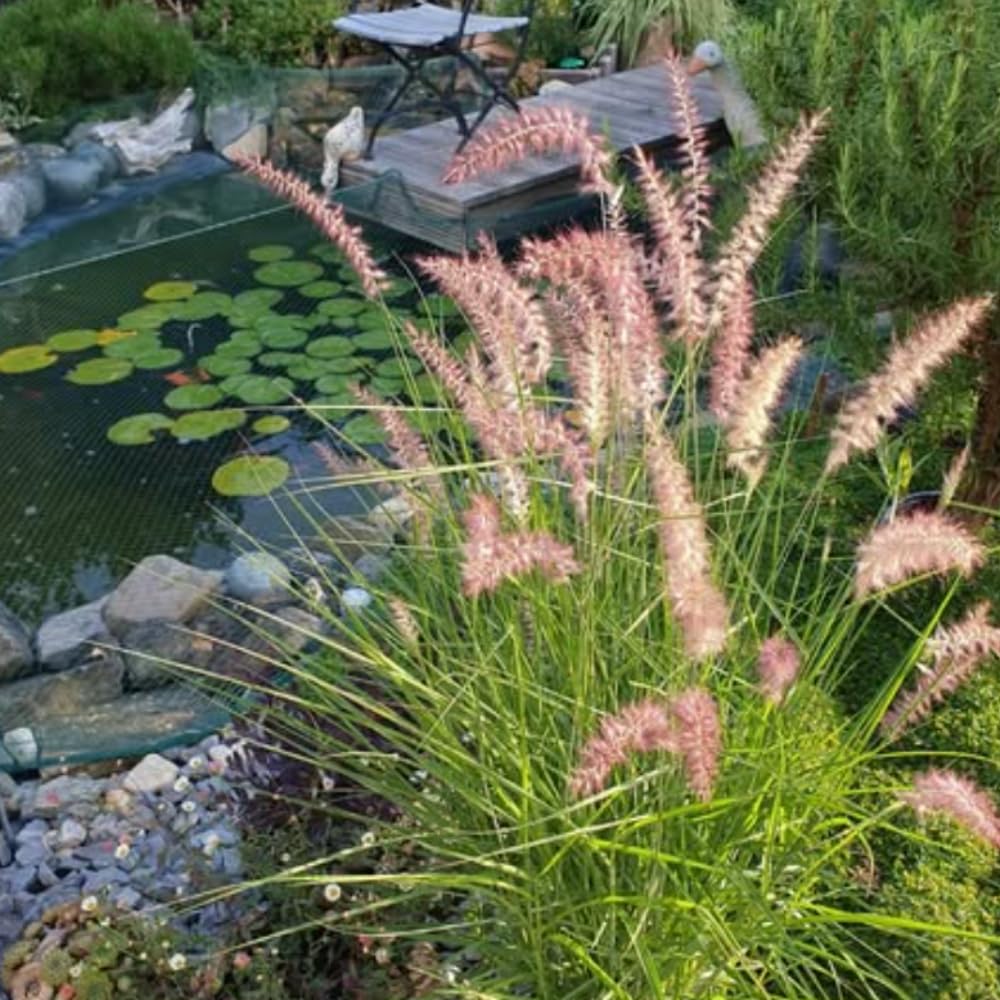 Pack 2 Fountain Grass Plants Live, Ornamental Grasses Live Plants Perennial Potted Plants Ready to Grow, 5-9 Inch Height (Rose Fountain Grass)