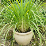 Set 2 Lemon Grass Live Plants, 10 Inc Tall from Bottom Pot, Live Lemon Grass for Outside Planting, Lemongrass Plants, Live Lemongrass Plants Indoor Outdoor