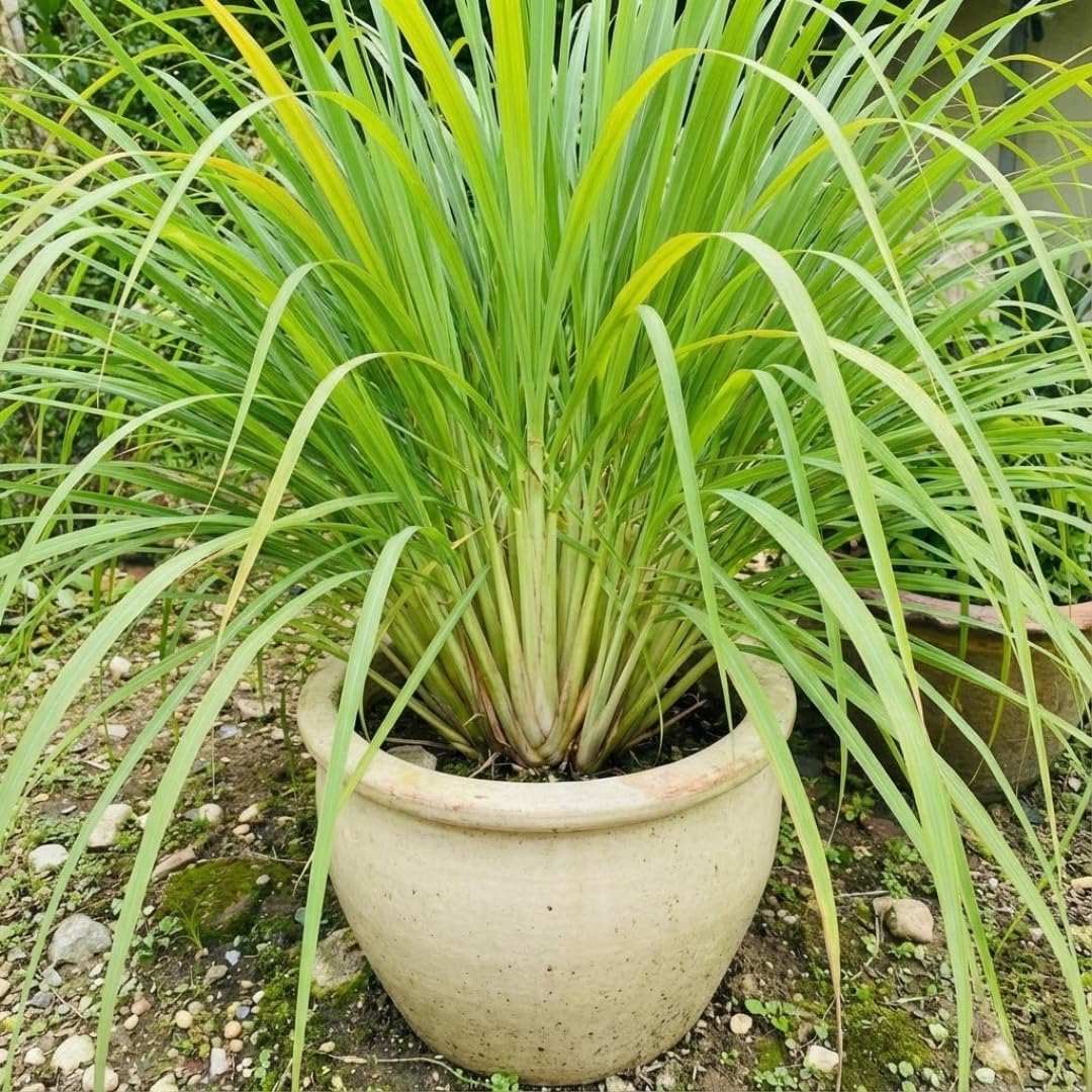 Set 2 Lemon Grass Live Plants, 10 Inc Tall from Bottom Pot, Live Lemon Grass for Outside Planting, Lemongrass Plants, Live Lemongrass Plants Indoor Outdoor