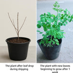 2 Pots Live Malunggay Plants, Moringa Oleifera Live Trees, 6-8" in Tall Drumstick Horseradish Trees Herb for Planting, 7 Months Old Tree