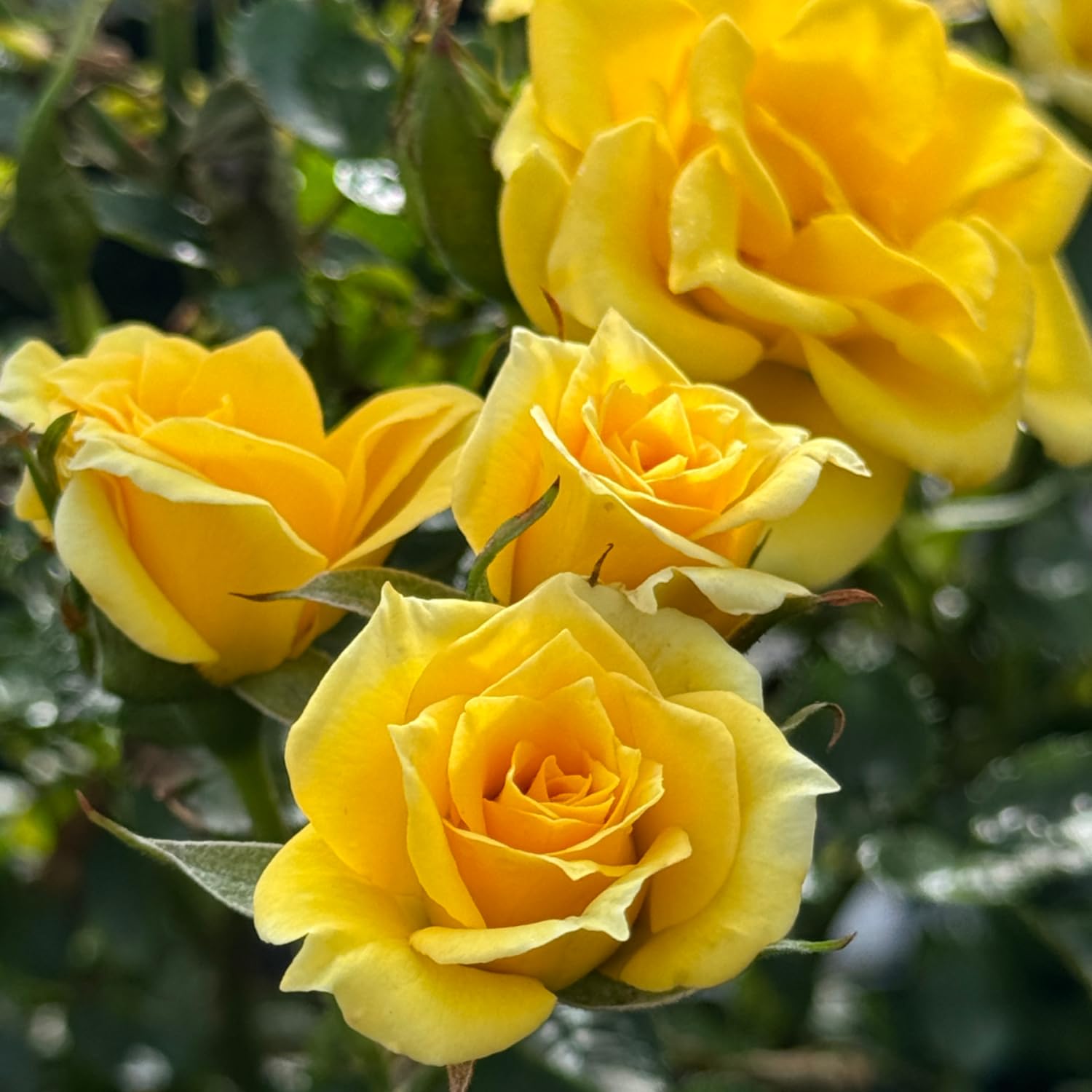 Rose Bushes Ready to Plant Outdoor, Bareroot 5-9 Inch Tall, Fragrant Rose Flower (Yellow Rose)