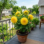 Yellow Dahlia Tuber, Vibrant Yellow Blooms, Summer Flowering Perennial, Dahlia Flowers for Indoor Outdoor Growing