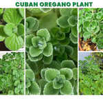 02 Cuban Oregano Plants Live, Live Cuban Oregano Plants Indoor, 4 to 6 Inc Tall, Green Mexican Mint Plant, Spanish Thyme Plant Live
