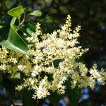 Large 10 North Privet Hedge Trees Live Plants Shrubs, 12-18" Dormant and Bare Roots, Ligustrum Plants, Privacy Hedges