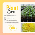 Yellow Dahlia Bulbs Plant, 2-3" Tall, Dahlia Flower Bulbs for Outdoor Garden, Flowering Tuber Cluster for Planting, Not Live Plant