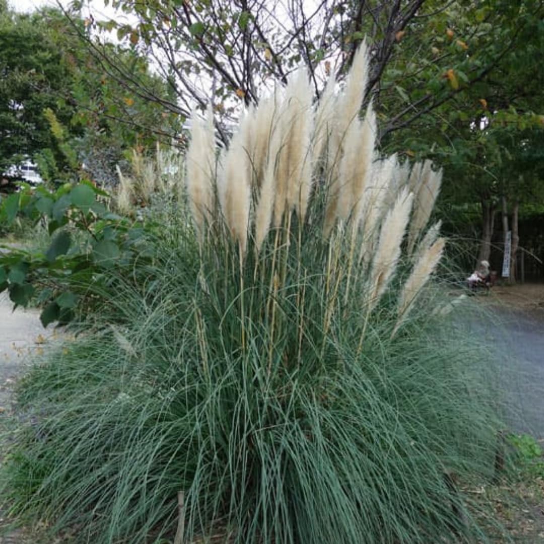 2 Pampas Grass Live Plants, White Pampas Grass Plants Live, Ornamental Grasses Live Plants Perennial Outdoor Garden, 5 to 8Inc Long