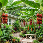 Zebrina Red Banana Tree Live Plant, Edible Fruit, 4-6" Tall