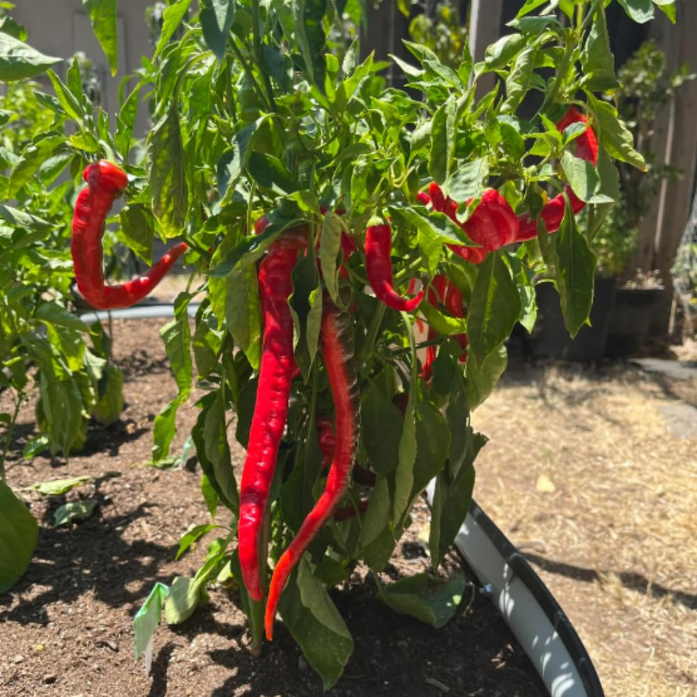 Set 4 Assorted Pepper Live Plants, 90 Days Old Super Pepper Live Plant for Summer Planting (Red Long Thin)