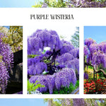 Wisteria Tree Live Plant Vines, Purple Blue Wisteria Fragrant Flowers 6-12 Inc in Tall, 1 Year Old Seedling, Outdoor Growing