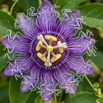 Set 2 Passiflora Incarnata Maypop Plant 4-6 Inch Height, Purple Maypop Passion Flower Plant for Trellis and Garden, No Pot