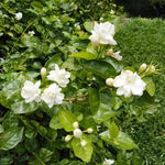 2 Maid of Orleans Jasmine Live Plants, Fragrant Flowering Shrubs, 4-6" Tall