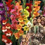 Hardy Gladiolus Bulbs, 10 Mix Gladiolus Bulbs for Spring Planting, Large Bulb, Easy to Plant
