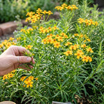 Set of 2 Mexican Tarragon Live Plants, Tarragon Plant Live, 4-6 Inches Tall, Culinary Herb Plants for Outdoor Planting