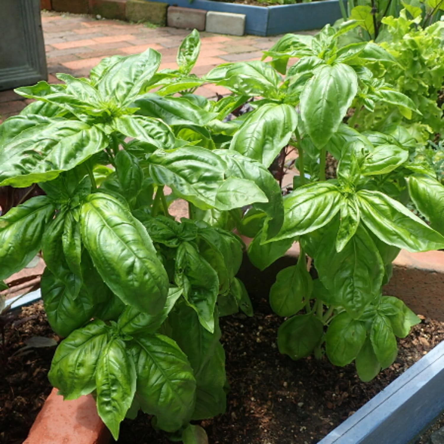Set of 2 Basil Plants Live in 4 Inc Potted, Live Sweet Basil Plants, Basil Plant Pot, 4 and 6 Inc Long Plant