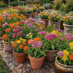 3 Mix Milkweed Plant Live, Asclepias Tuberosa Butterfly Bush, 4-8"