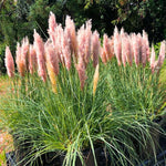 2 Pampas Grass Live Plants, Pink Pampas Grass Plants Live, Ornamental Grasses Live Plants Perennial Outdoor Garden, 5 to 8Inc Long