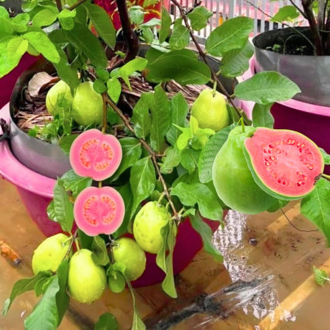 Big Sweet Guava Tree Live Plant, 1.5-2 Feet Tall Well Rooted, Ready to Bear Fruit Within 1-2 Years