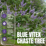 Live Blue Chaste Vitex Plant 5-8 Inch Tall, Blue Chaste Flower Tree, Chastes Tree, Fragrant Purple Flowering Shrub for Planting Indoor Outdoor