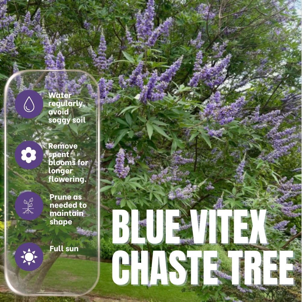 Live Blue Chaste Vitex Plant 5-8 Inch Tall, Blue Chaste Flower Tree, Chastes Tree, Fragrant Purple Flowering Shrub for Planting Indoor Outdoor