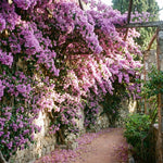 Set 2 Lilac Bougainvillea Live Plants 4-7 Inches Tall, Vibrant Bumgainvillea Flowering Vines for Garden, Patio Containers and Indoor Growing
