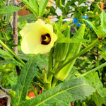 Okra Plants Live in One Pot, 3-5 Inch Tall, Live Okra Plant, Vegetable Plant Outdoor Garden, Well Rooted Seedling