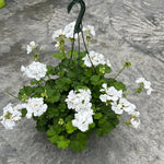 White Geranium Live Plant 4'' Pot, Flowering Geranium Well Rooted 3-6'' Tall, Outdoor Patio, Balcony or Container Garden Plants, 2 Plants per Pot