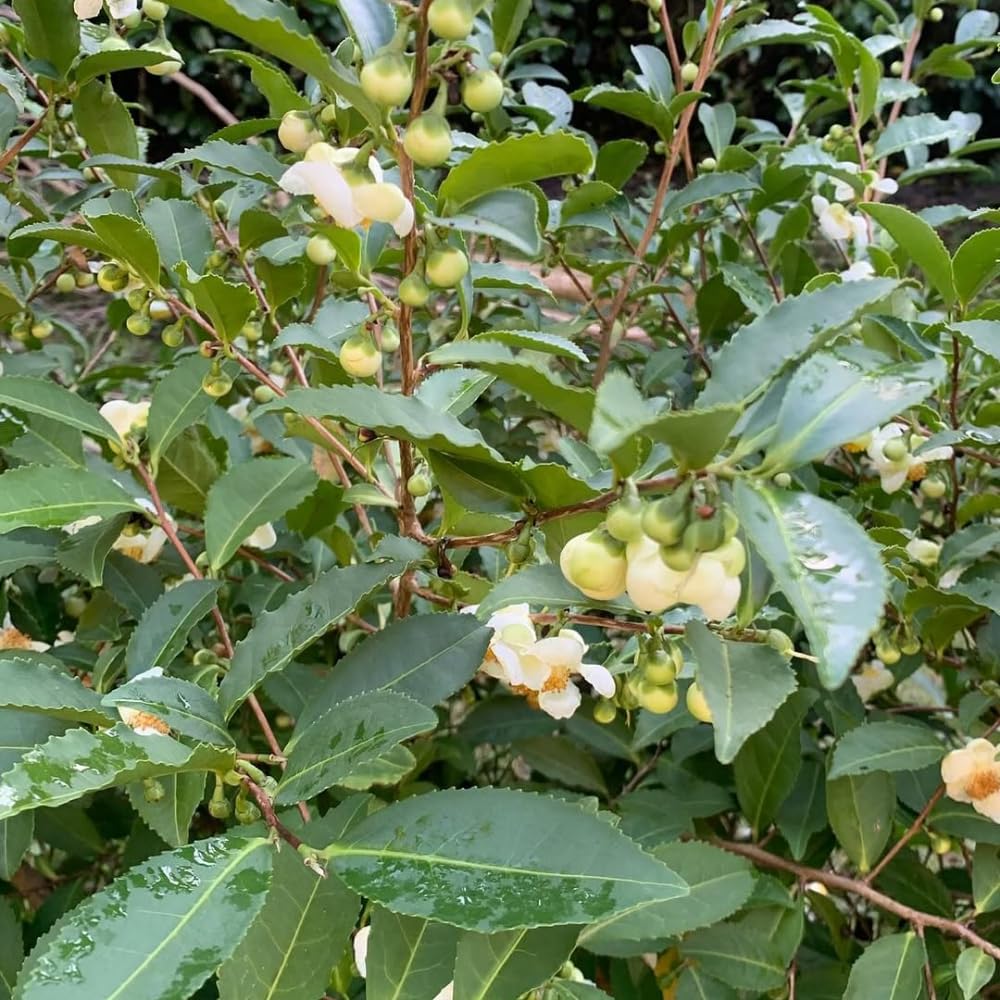 Camellia Sinensis Plants Live, Camellia Plant Live, Green Tea Plant, 5-7 Inches Tall for Indoor Outdoor Growing