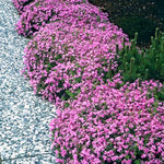 Set 3 Hardy Creeping Phlox Plants Live Plugs, Pink Cherry Creeping Phlox Ground Cover, 2-4" in Height