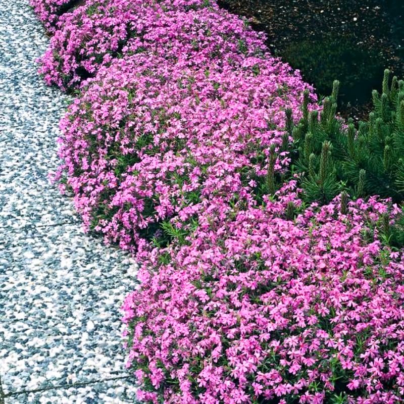 Set 3 Hardy Creeping Phlox Plants Live Plugs, Pink Cherry Creeping Phlox Ground Cover, 2-4" in Height