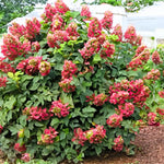 Hydrangea Plant Live, Reblooming Hydrangea Flowers Well-Rooted, Hardy Bush Shrub, 5-9" Tall, Vibrant Shades (Ruby)