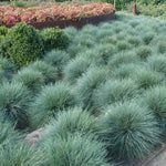 Set of 2 Blue Fescue Grass Live Plants in 4 Inches Pot, 2 Plants Per Pot Oramental Grass for Gardening Lawn Patio
