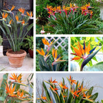 Bird of Paradise Plant Live, Orange Bird of Paradise Live Plant from 5 to 7 Inches Tall, Flower Bush Plant