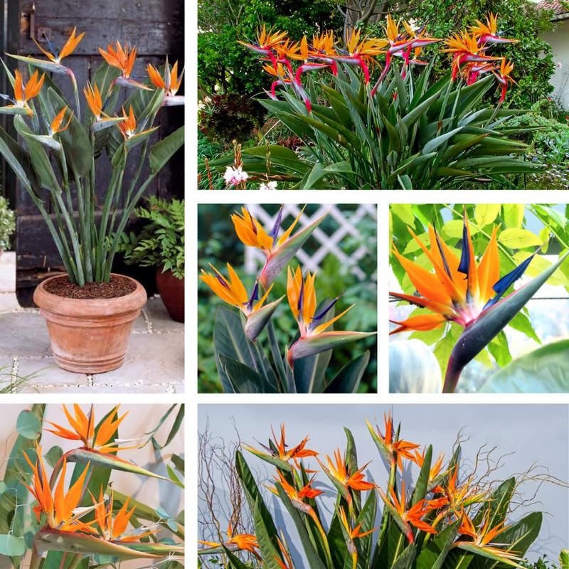 Orange Bird of Paradise Plant Live, 5 to 7 Inches Tall, Bird of Paradise Live Plant, Tropical Plants Outdoor