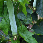 Luffa Plants Live, 2 Plants in 4 Inch Pot, Luffa Gourd Plant, Loofah Plant Live Indoor Outdoor