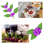 2 Beautyberry Bush Plants Live, American Beautyberry Seedlings, Berry Bushes Live Plant, Well Rooted, No Pot, Size 5 to 9 Inc in Tall