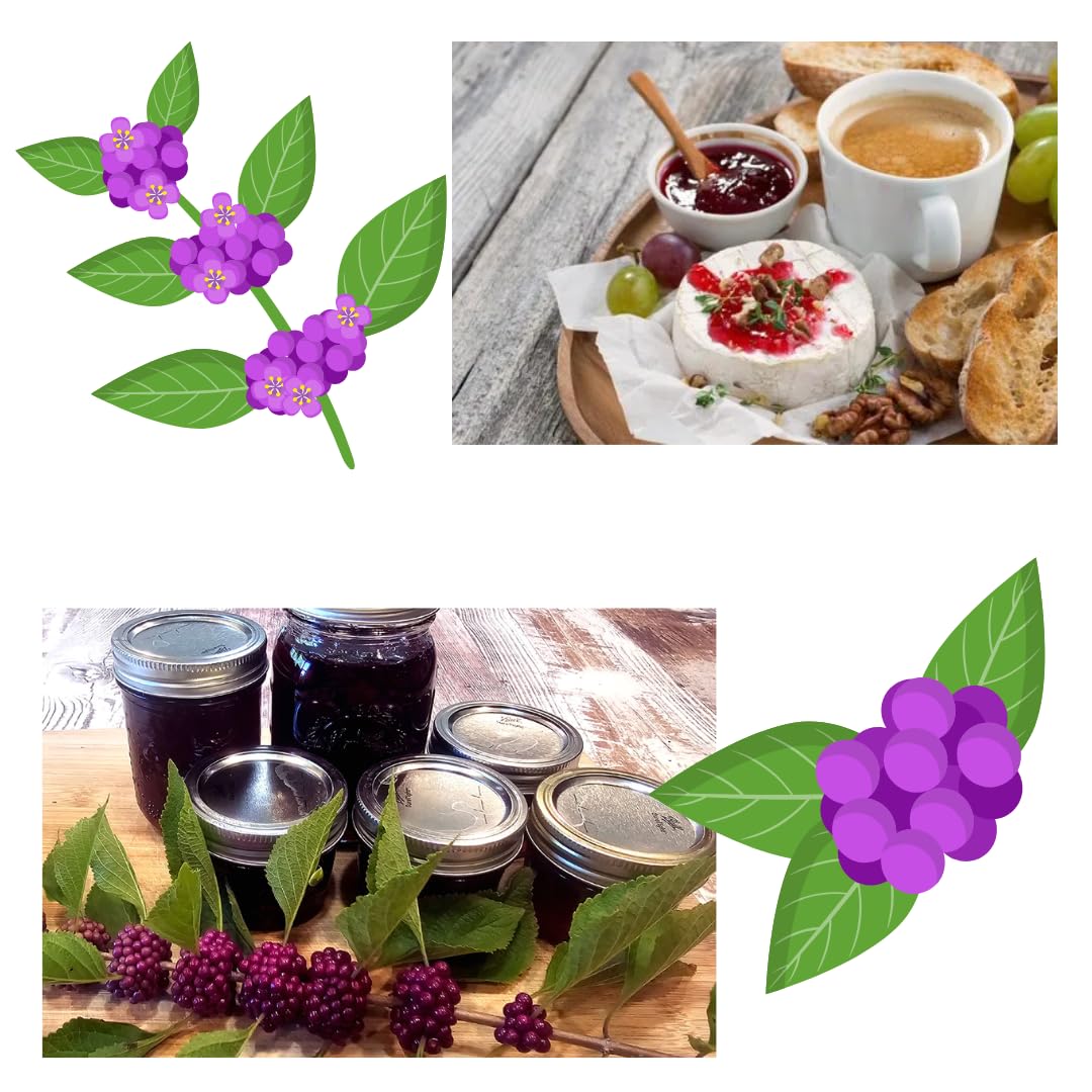 3 Shrubs Beautyberry Bush Live Plant, Purple Beautyberry Plant Tree from 5 to 10 Inches in Tall, No Pot, Well-Rooted, Hardy