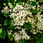 Combo 20 North Privet Hedge Trees, 1-1.5 Feet Tall Ligustrum Live Plants Shrubs, Dormant and Bare Roots, Privacy Hedges