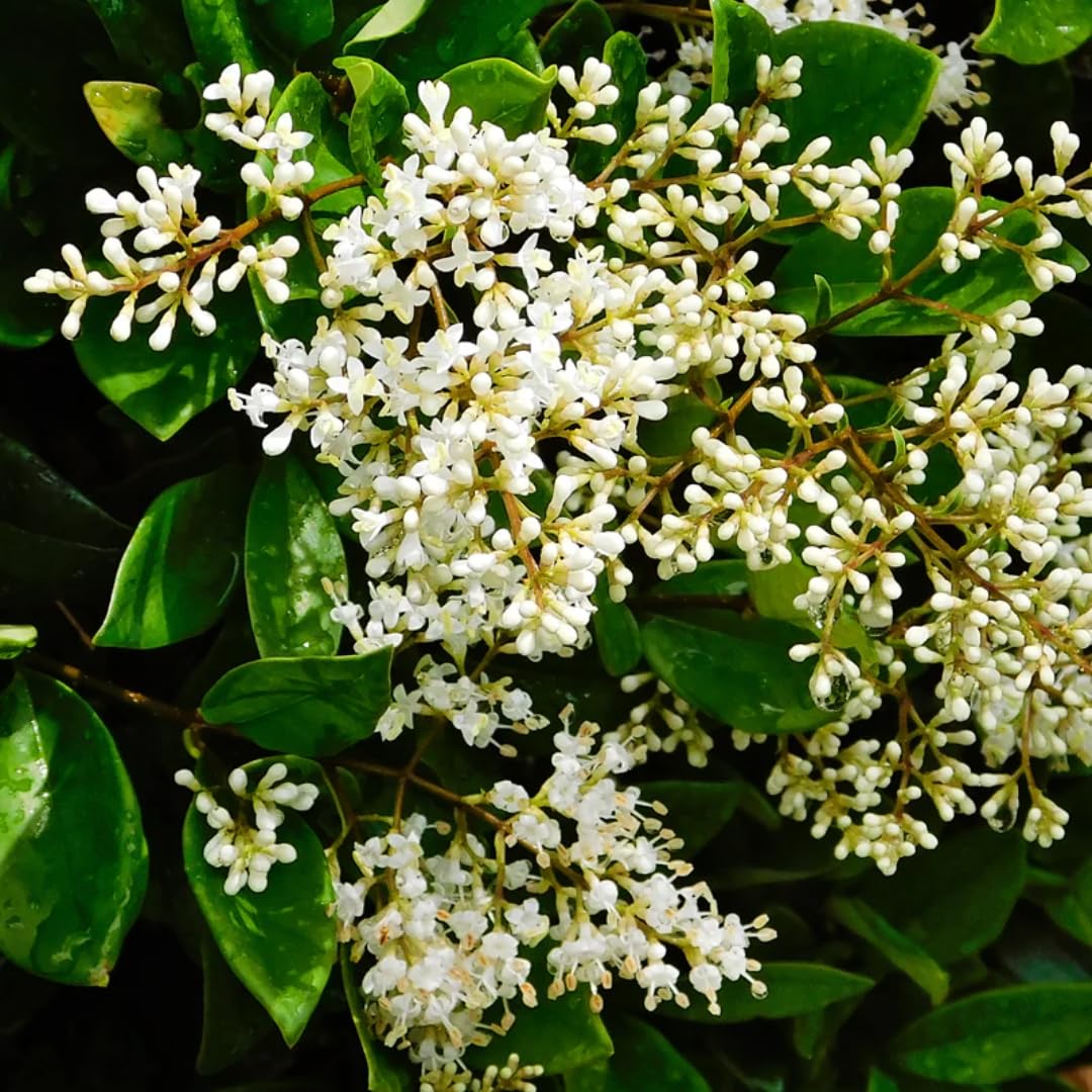 Combo 20 North Privet Hedge Trees, 1-1.5 Feet Tall Ligustrum Live Plants Shrubs, Dormant and Bare Roots, Privacy Hedges