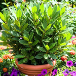 Laurus Nobilis Bay Leaf Tree Live Plant, 4-8 Inch Height, Sweet Bay Green Foliage for Outdoor Displays