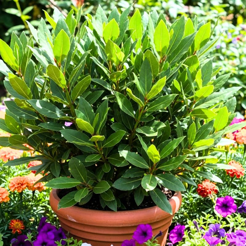 Laurus Nobilis Bay Leaf Tree Live Plant, 4-8 Inch Height, Sweet Bay Green Foliage for Outdoor Displays