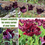10 Tulip Bulbs for Spring Planting, Tulip Bulbs for Fall Planting, Flower Bulbs, Zones 3-8 (Black Parrot)