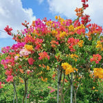 2 Assorted Bougainvillea Plants Live, Flowering Bougainvillea Vine for Outdoor Garden or Trellis, 5-9 Inch Tall, Very Hardy