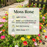 Mix Moss Rose Plants Live, Live Portulaca Plants, Well Rooted from 4 to 8 Inches Tall, Vibrant Flowers for Ground Cover and Garden Beds