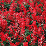 2 Vibrant Sage Salvia Live Plants, Fragrant Perennial Sage Plants Live for Spring Planting, Summer Planting, 5 to 10 Inches in Tall, (Scarlet Red)