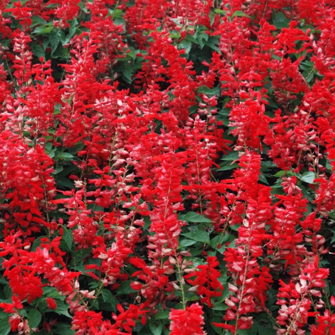 2 Vibrant Sage Salvia Live Plants, Fragrant Perennial Sage Plants Live for Spring Planting, Summer Planting, 5 to 10 Inches in Tall, (Scarlet Red)