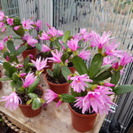 Pink Easter Cactus Plant 3-5'' Tall, Holiday Cactus Plant Starter 2 Inch Pot, Easy Care Houseplant Indoors Outdoors