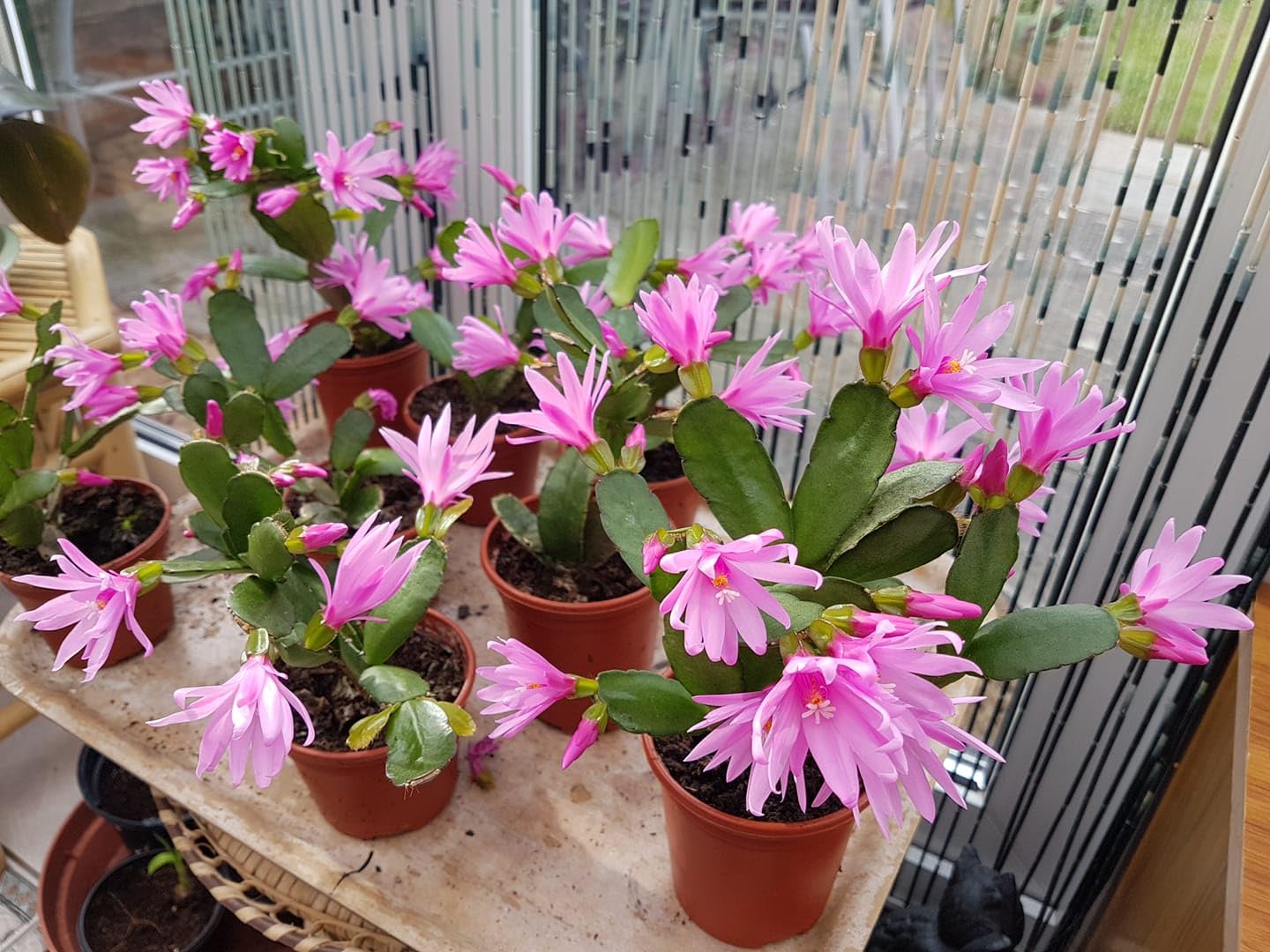 Pink Easter Cactus Plant 3-5'' Tall, Holiday Cactus Plant Starter 2 Inch Pot, Easy Care Houseplant Indoors Outdoors