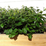 Two Healthy Live Plants of Blueberry Plants Top Hat - 4" ~ 6" Tall Each